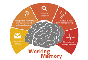 مولفه های حافظه فعال شامل برنامه ریزی بازداری سازماندهی می شود